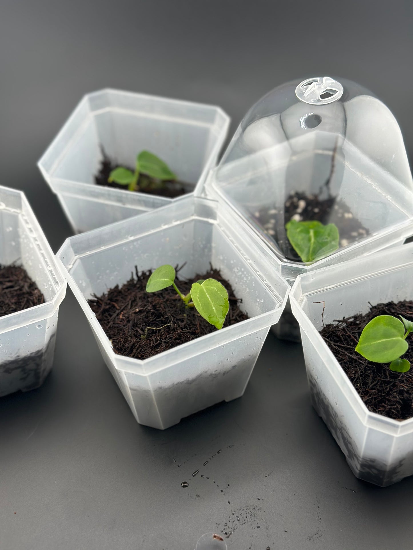 Anthurium crystallinum x self, seedling + terrarium pot (proven Variegation lineage)