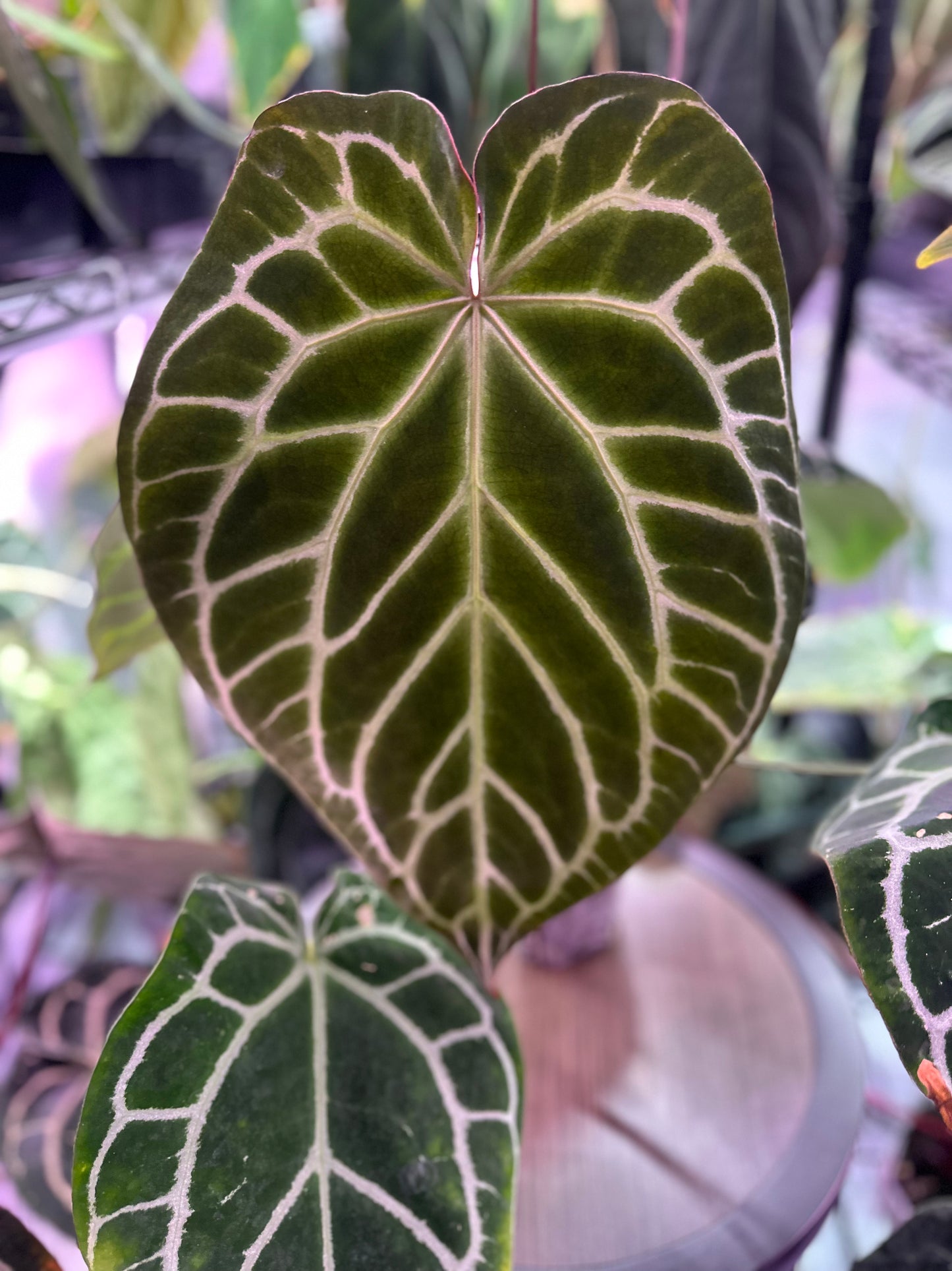 (A. Carlablackiae ‘PM1 × PM6’ F1) × (A. Crystallinum ‘Cape Oasis’ (Australian Import Clone)); F1 germinated seeds