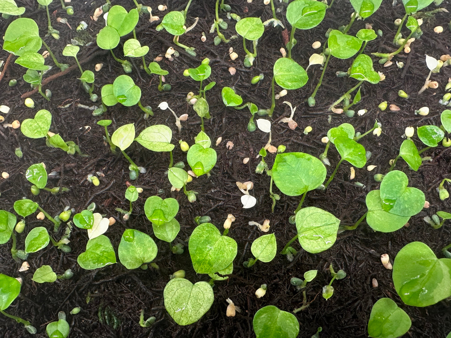 Papilliaminum 'Black' x Red Dark Pheonix) xSelf 1-leaf seedling (Growers Choice, non var)
