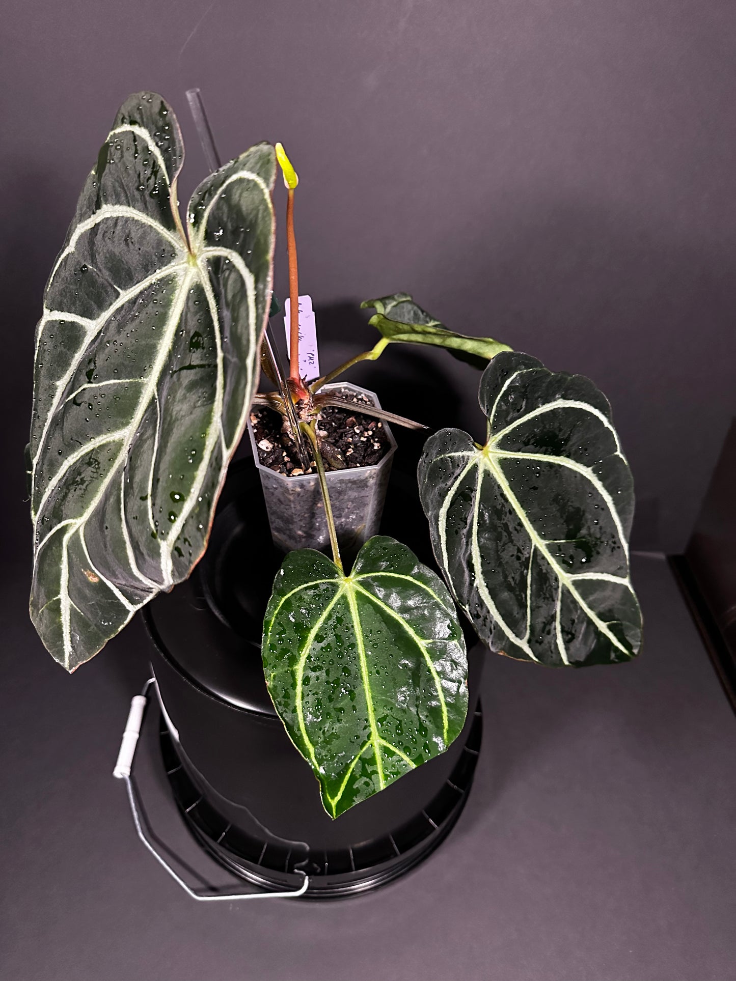 Anthurium Carlablackiae PM2 x PM1 - F1; Blooming 10" tall leaf