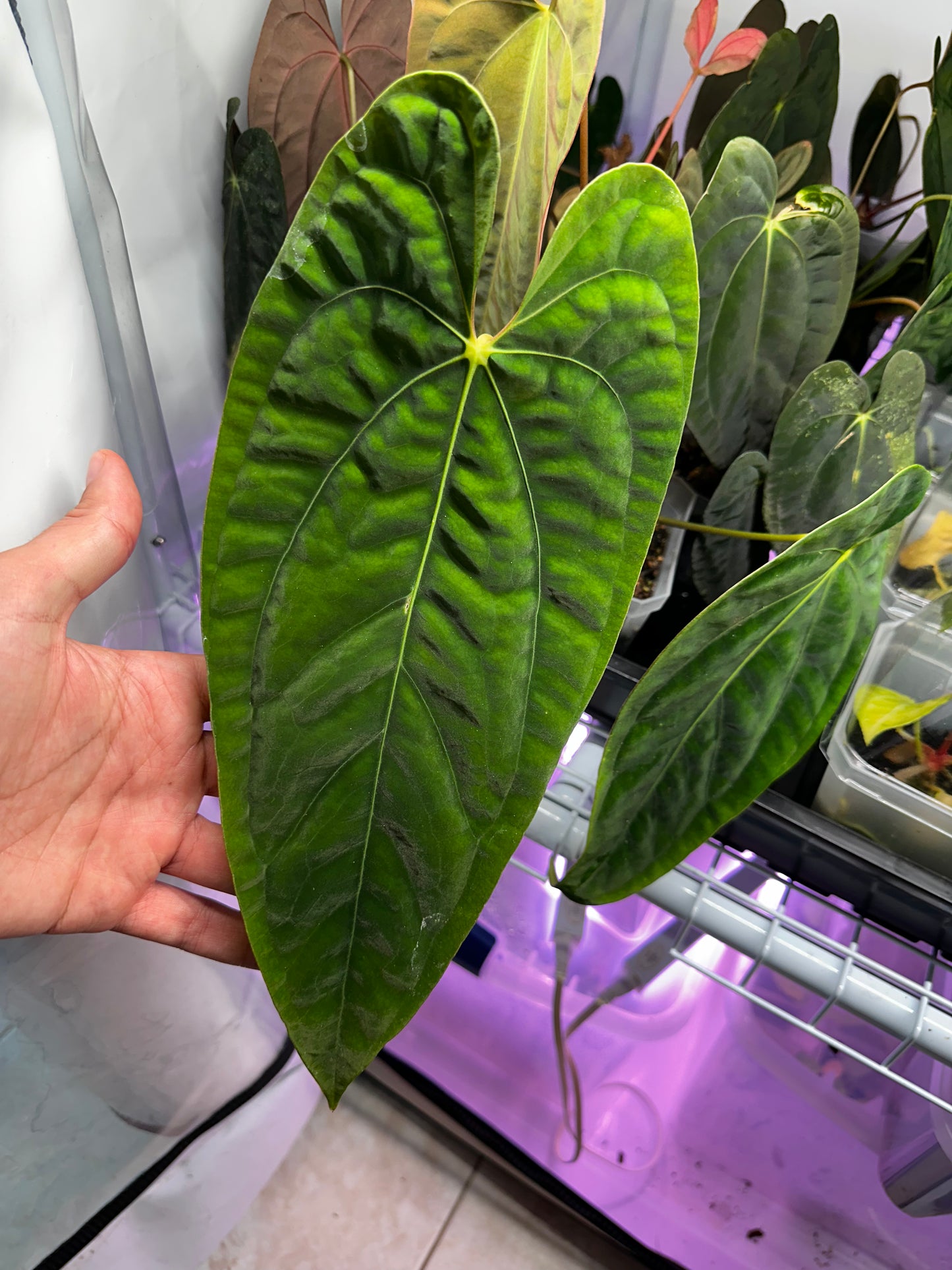 Anthurium papillilaminum 'Pure Papi' (long x long bullet) by Rory Antolak (clone/offset cut Winter '25)
