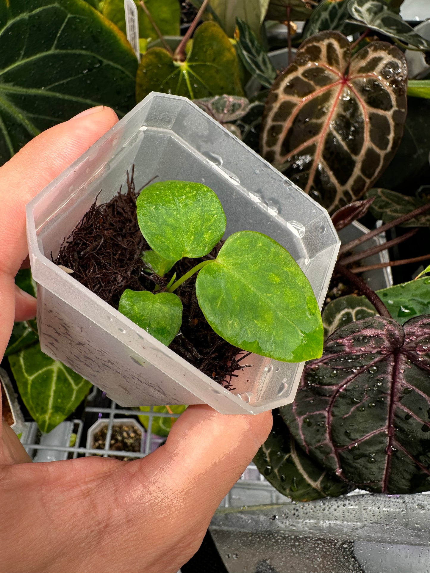 Seedling #AA2 Anthurium Papillilaminum ‘Black’ x Red Dark Pheonix S1 (Copy)