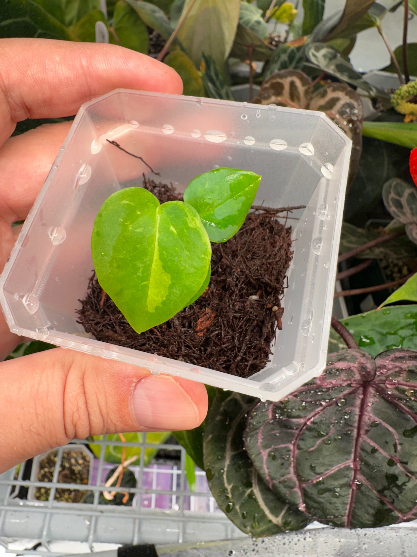 Seedling #AA1 Anthurium Papillilaminum ‘Black’ x Red Dark Pheonix S1