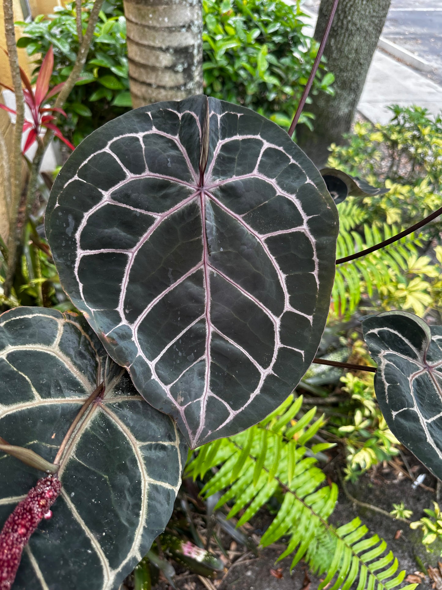 Anthurium ‘Tezula Red Crystal’ x Self - (1) seed (Dark Purple)