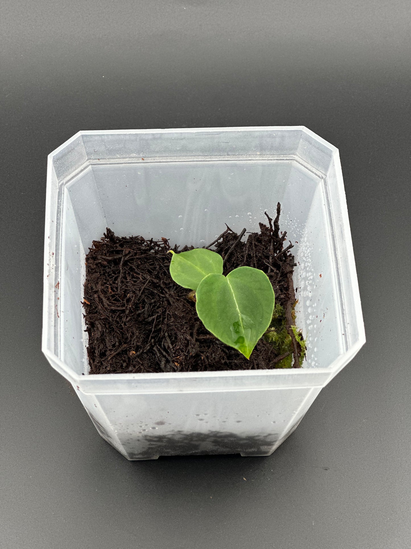 Anthurium crystallinum x self, seedling + terrarium pot (proven Variegation lineage)