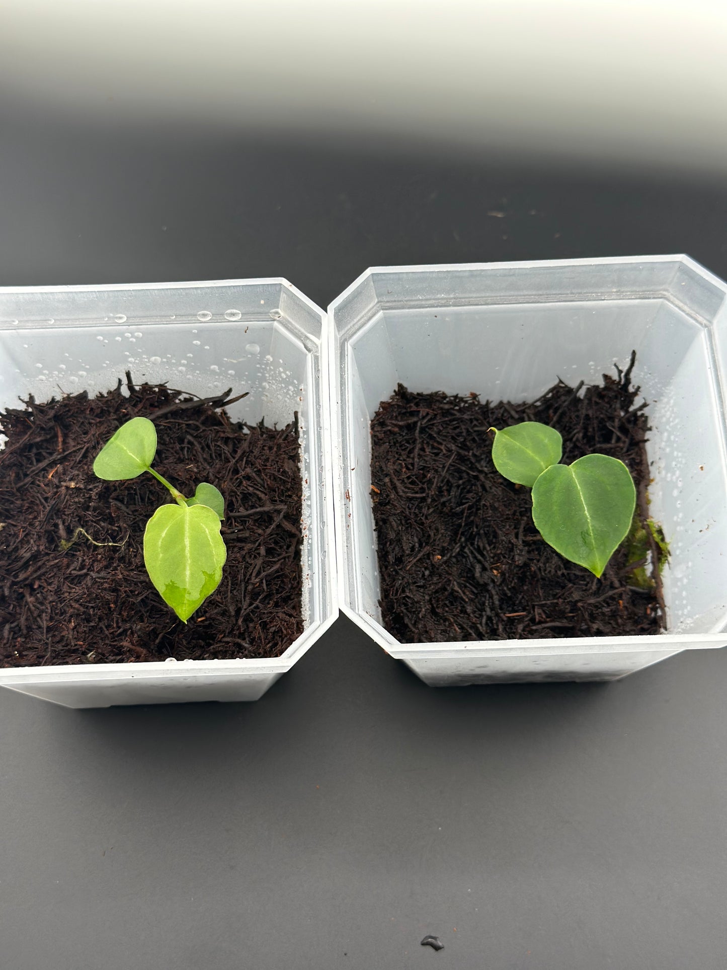Anthurium crystallinum x self, seedling + terrarium pot (proven Variegation lineage)