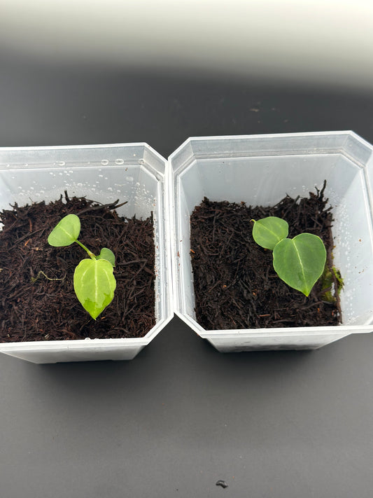 Anthurium Crystallinum Seedling Nov. '25 (Proven Var. Filial-line, Red Cat, 'Mary'