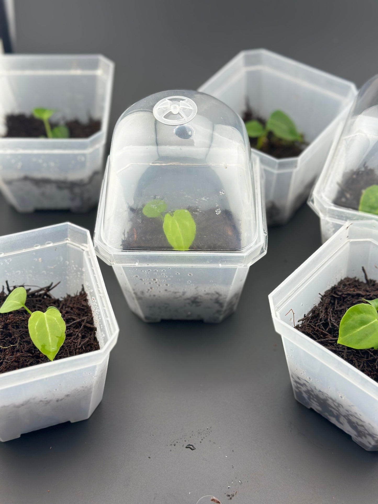 Anthurium crystallinum x self, seedling + terrarium pot (proven Variegation lineage)