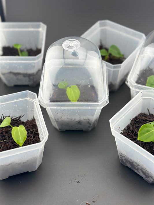 Anthurium crystallinum x self, seedling + terrarium pot (proven Variegation lineage)