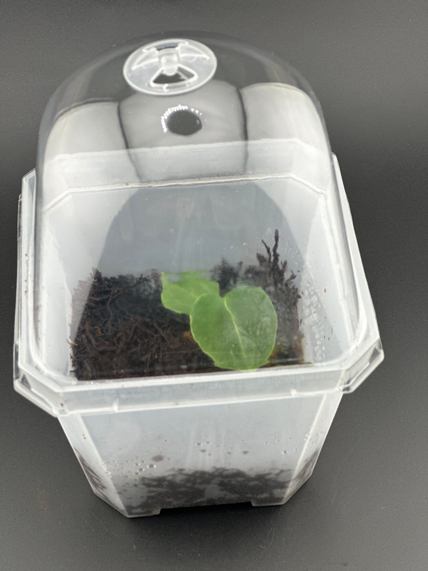 Anthurium crystallinum x self, seedling + terrarium pot (proven Variegation lineage)