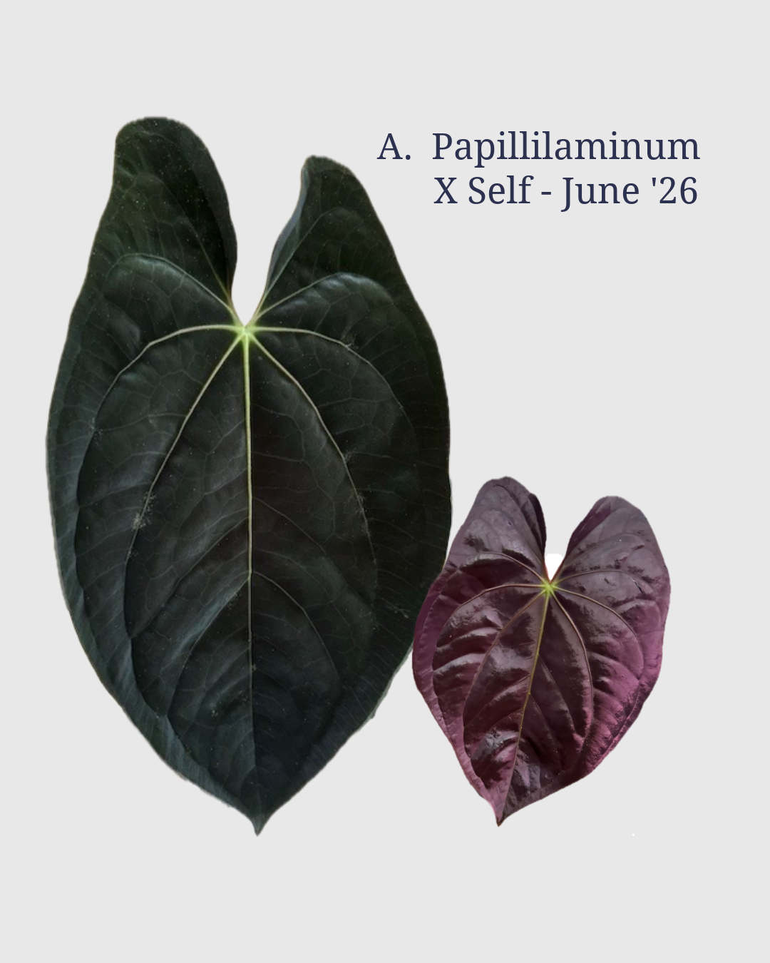 Anthurium Papillilaminum × Self ‘26 – “Pure Papillilaminum” 1-Leaf Seedlings