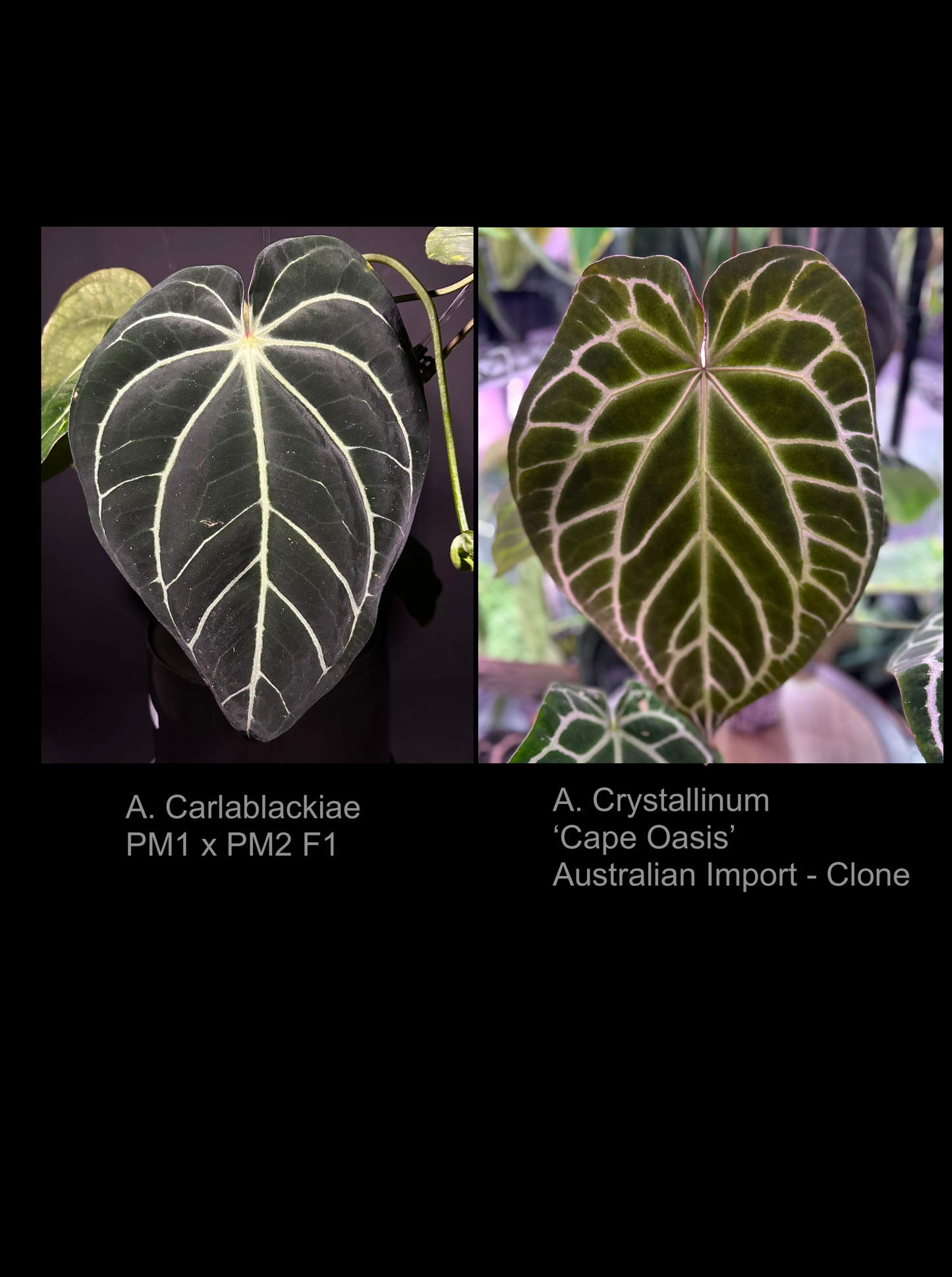 (A. Carlablackiae ‘PM1 × PM6’ F1) × (A. Crystallinum ‘Cape Oasis’ (Australian Import Clone)); F1 germinated seeds