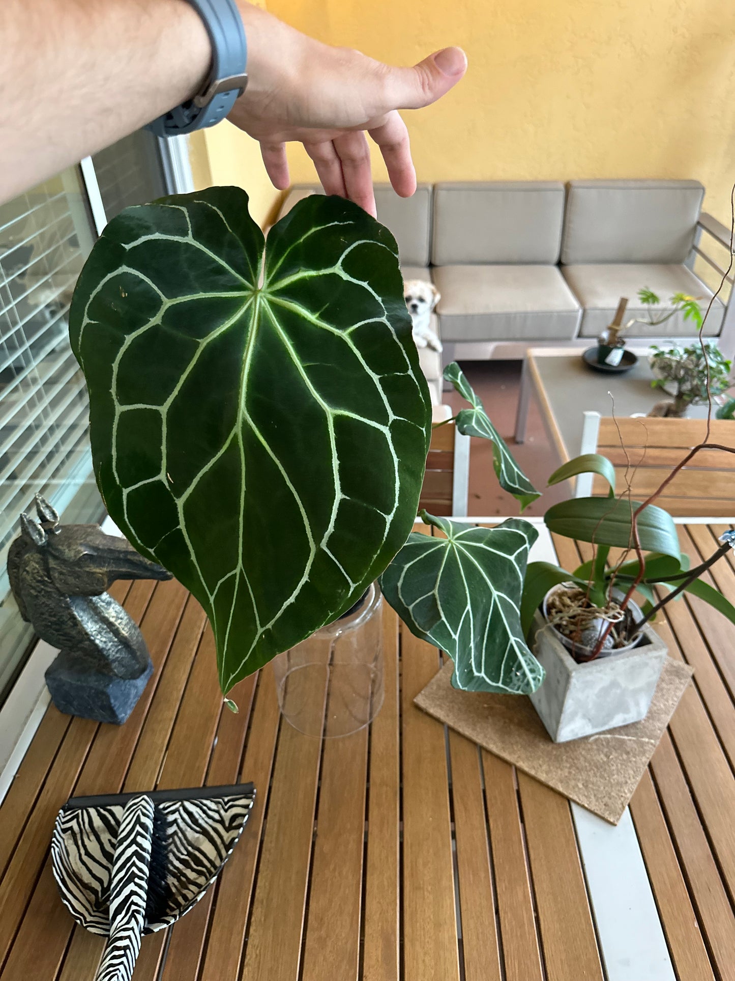 Anthurium crystallinum x self, seedling + terrarium pot (proven Variegation lineage)