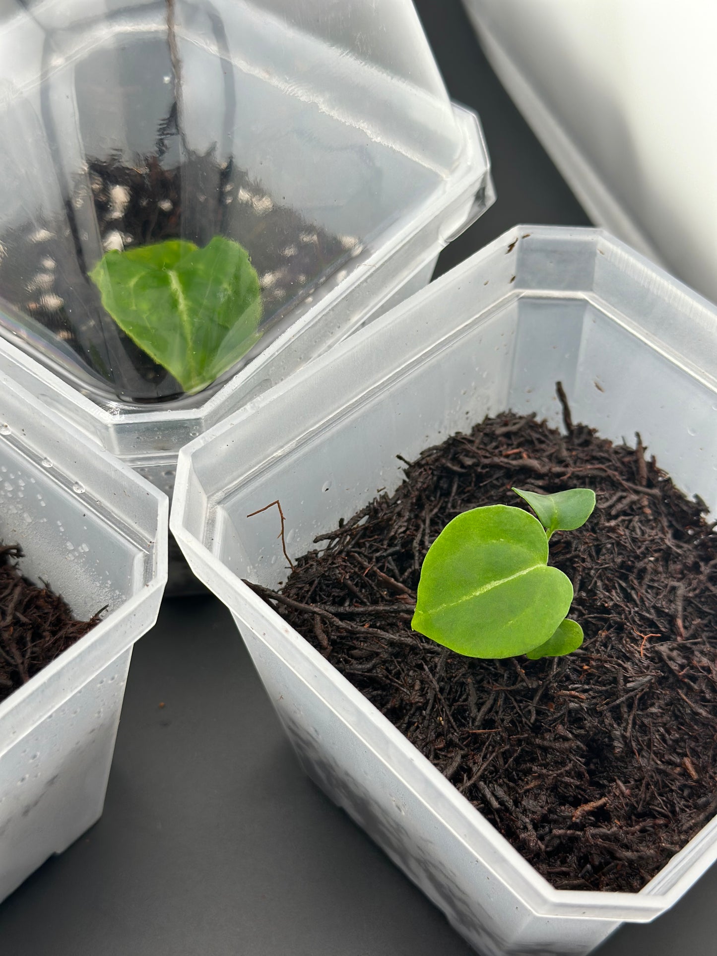 Anthurium crystallinum x self, seedling + terrarium pot (proven Variegation lineage)