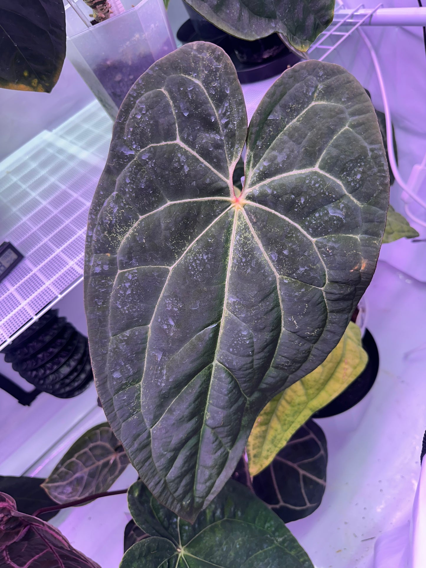 Anthurium (KOS x Fort Sherman) x SKG-'Hot Chocolate' - Wholesale 39 1-leaf Seedling