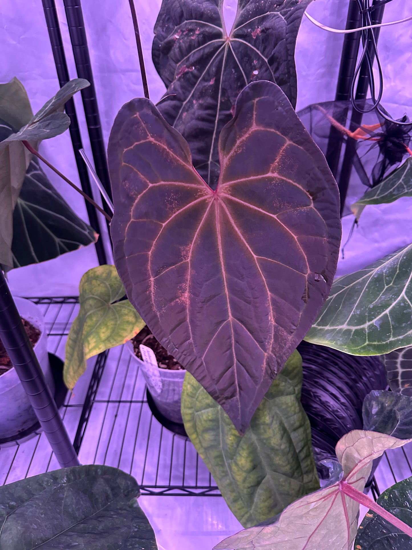 Anthurium (KOS x Fort Sherman) x SKG-'Hot Chocolate' - Wholesale 39 1-leaf Seedling