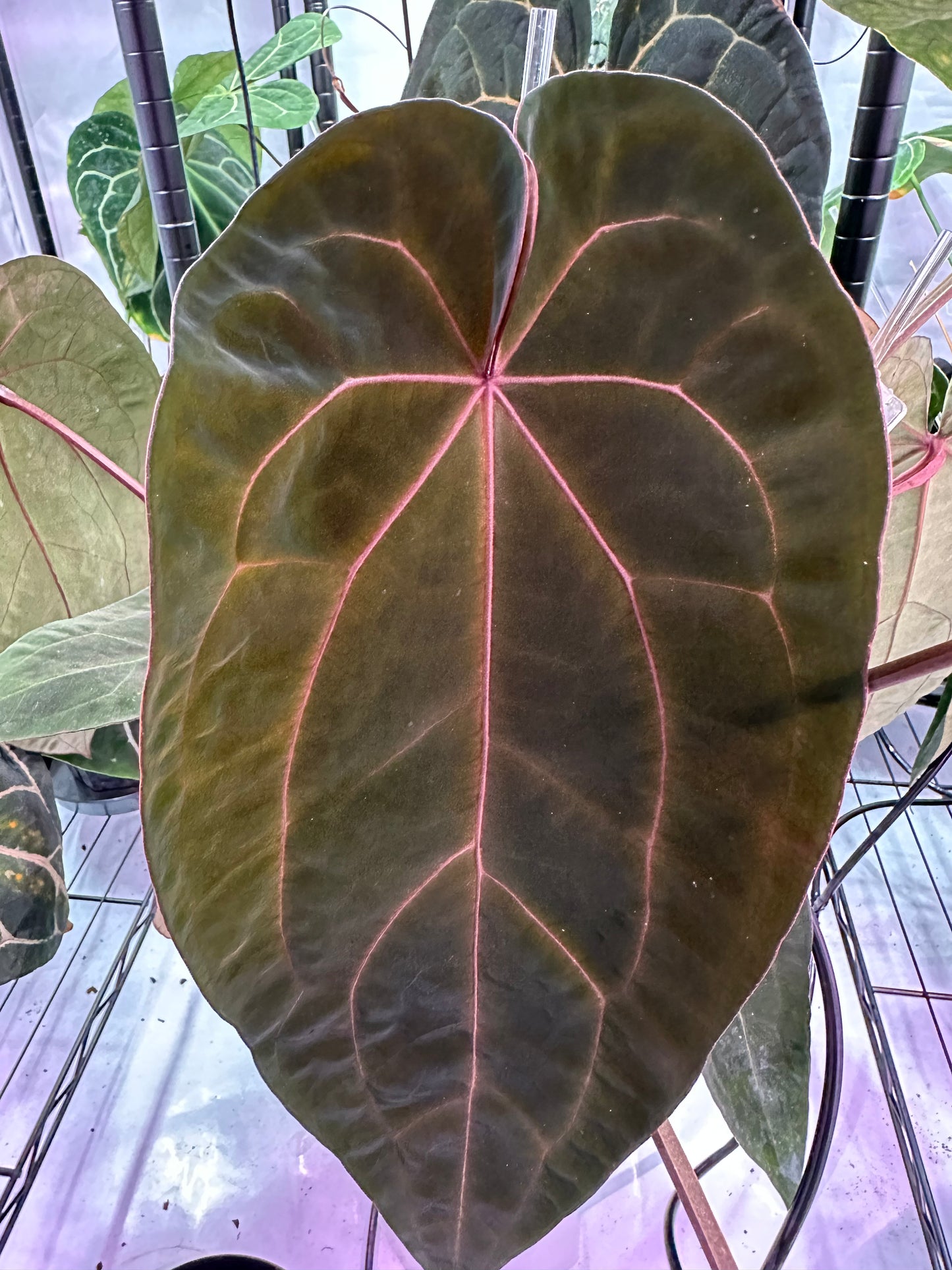 Anthurium (KOS x Fort Sherman) x SKG-'Hot Chocolate' - Wholesale 39 1-leaf Seedling