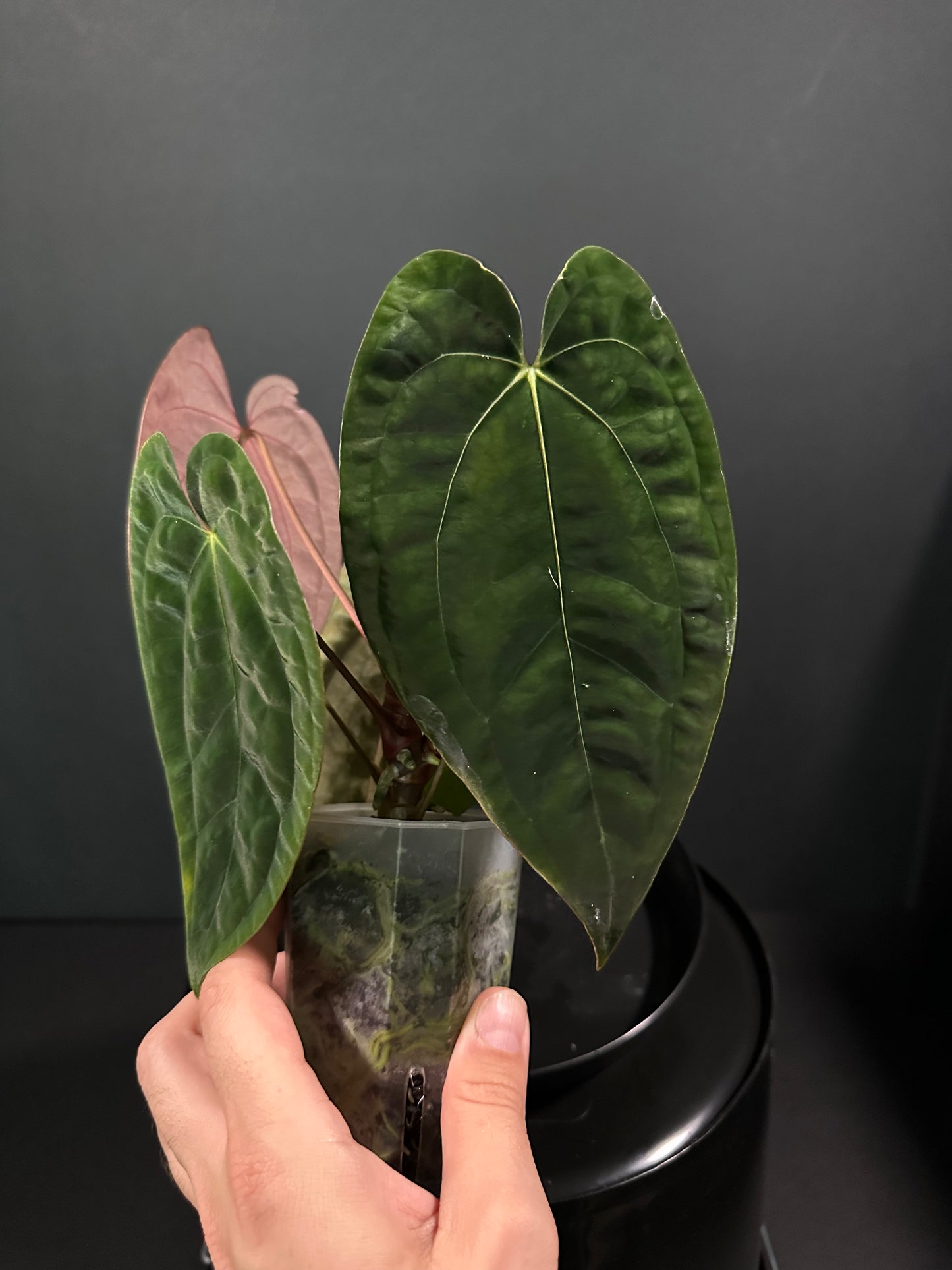 Papillilaminum (‘Black’ × Red Dark Phoenix) × Self '26— 2-Leaf Seedling (Grower’s Choice)