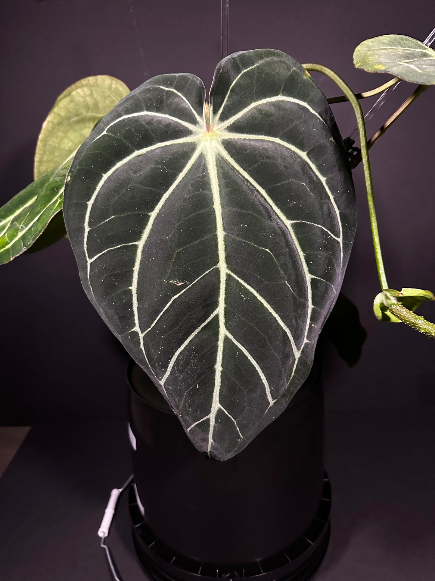 (A. Carlablackiae ‘PM1 × PM6’ F1) × (A. Crystallinum ‘Cape Oasis’ (Australian Import Clone)); F1 germinated seeds