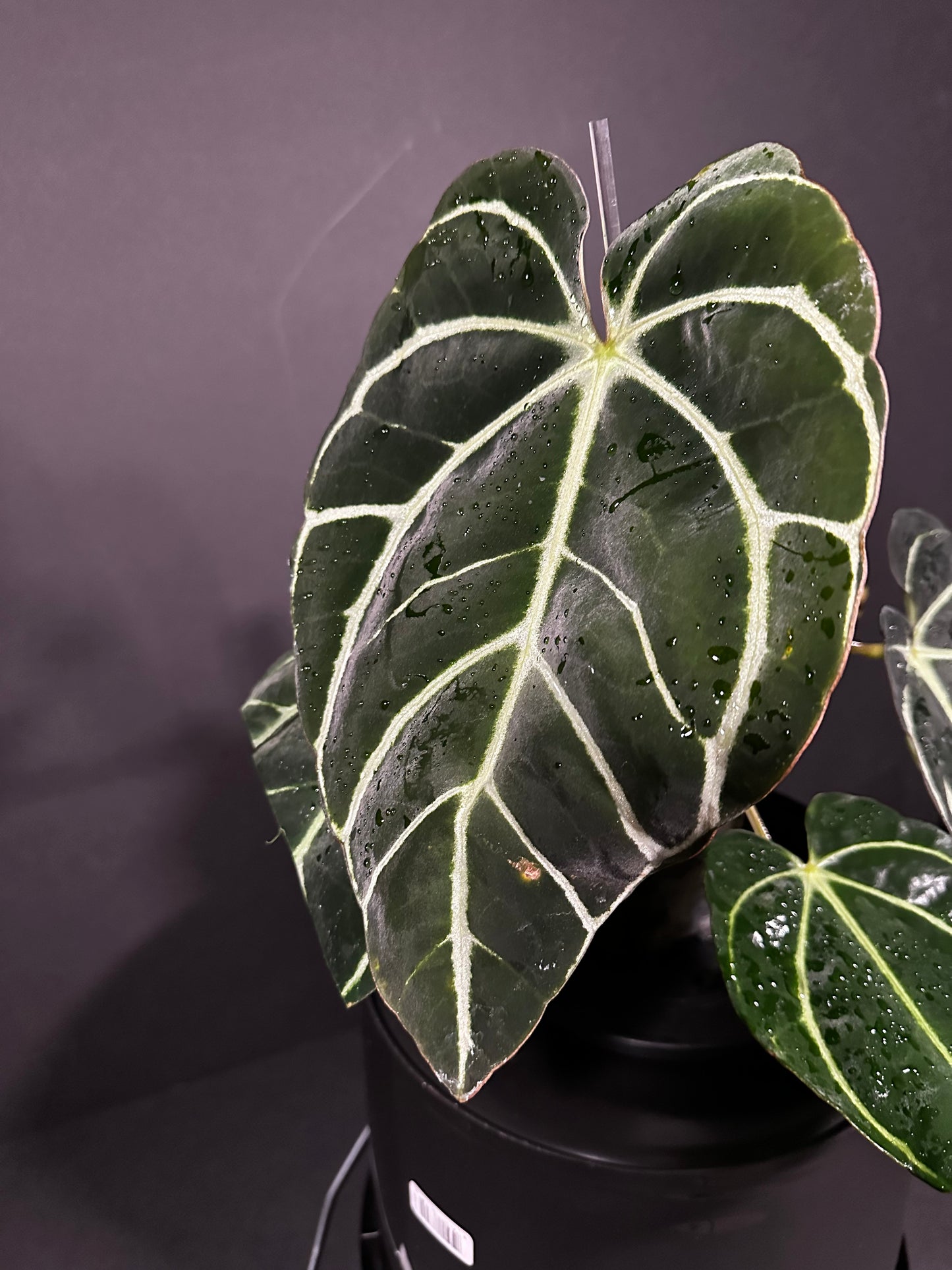 Anthurium Carlablackiae PM2 x PM1 - F1; Blooming 10" tall leaf