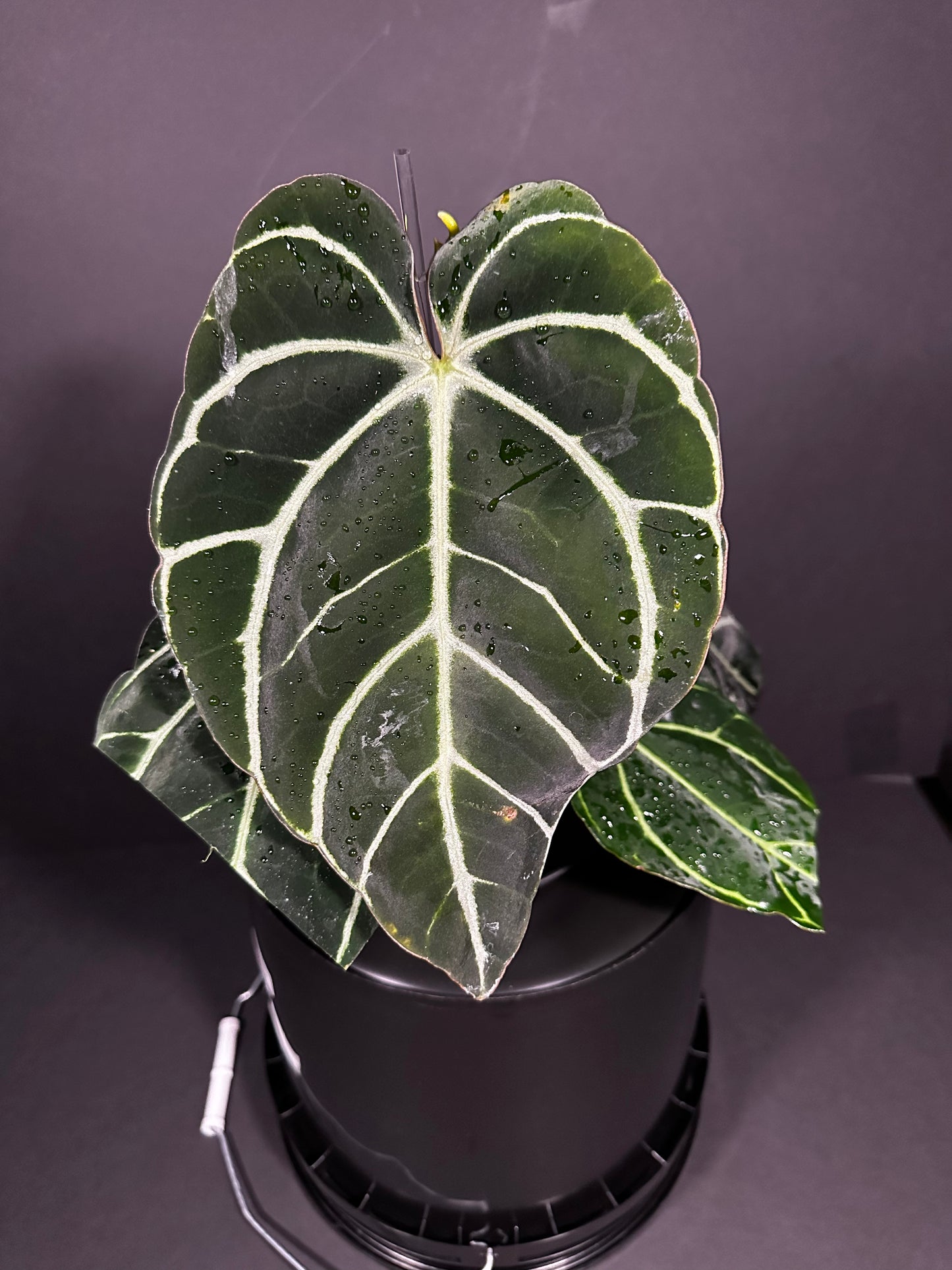 Anthurium Carlablackiae PM2 x PM1 - F1; Blooming 10" tall leaf