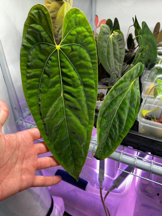 Anthurium papillilaminum 'Pure Papi' (long x long bullet) by Rory Antolak (clone/offset cut Winter '25)