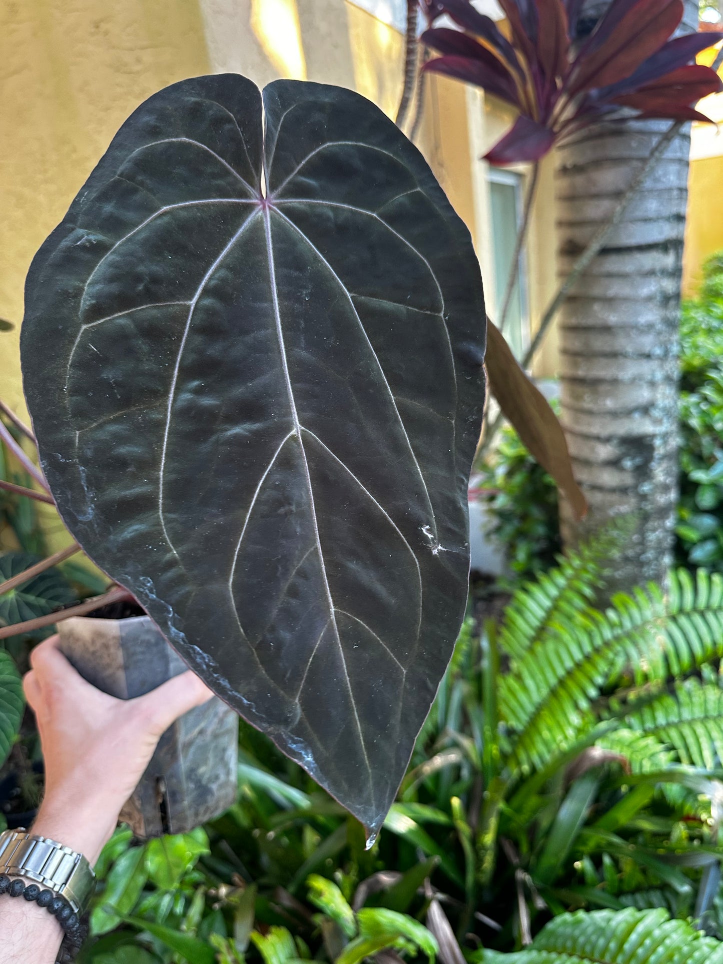 Anthurium (KOS x Fort Sherman) x SKG-'Hot Chocolate' - Wholesale 39 1-leaf Seedling
