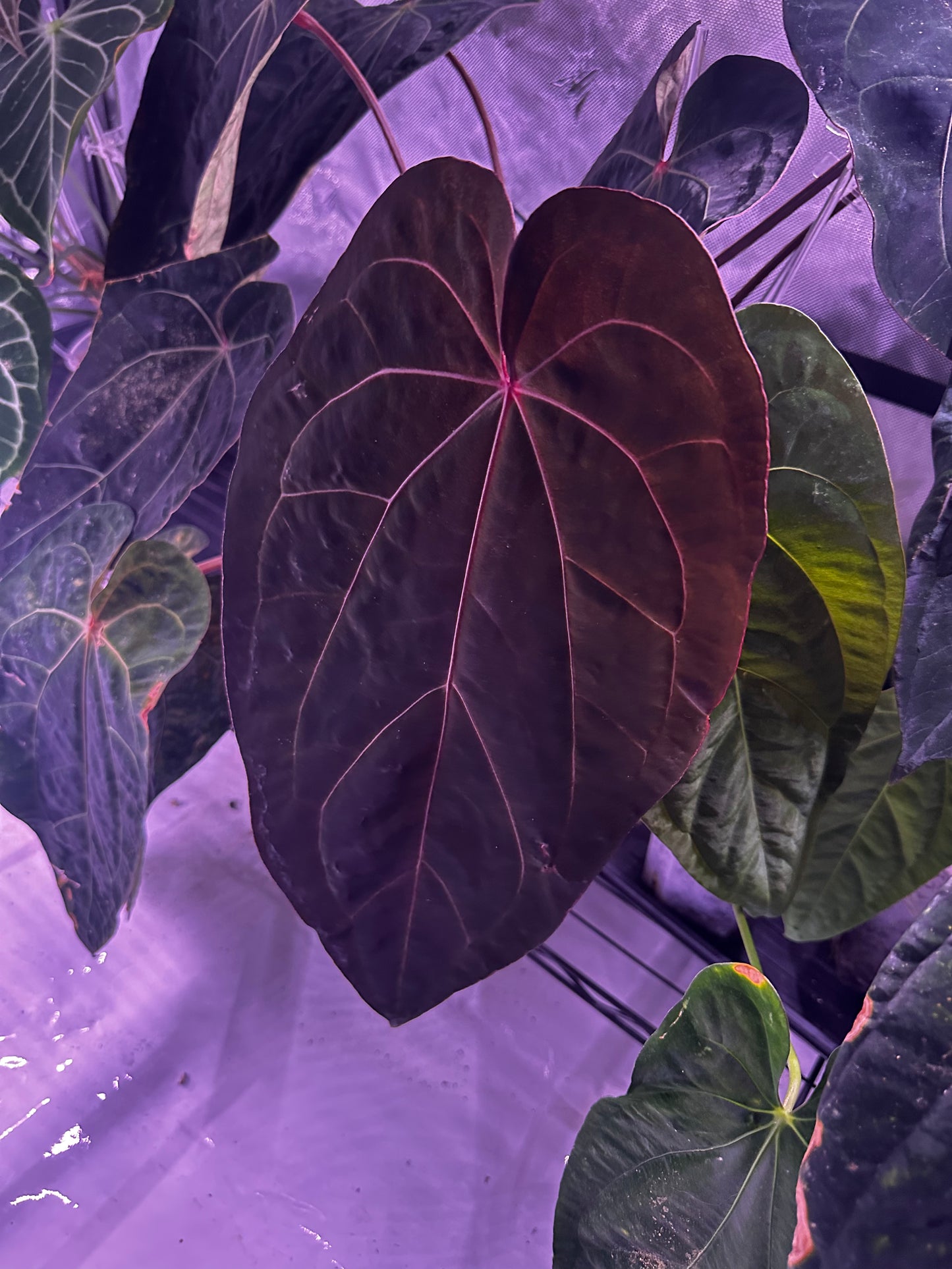 Anthurium (KOS x Fort Sherman) x SKG-'Hot Chocolate' - Wholesale 39 1-leaf Seedling