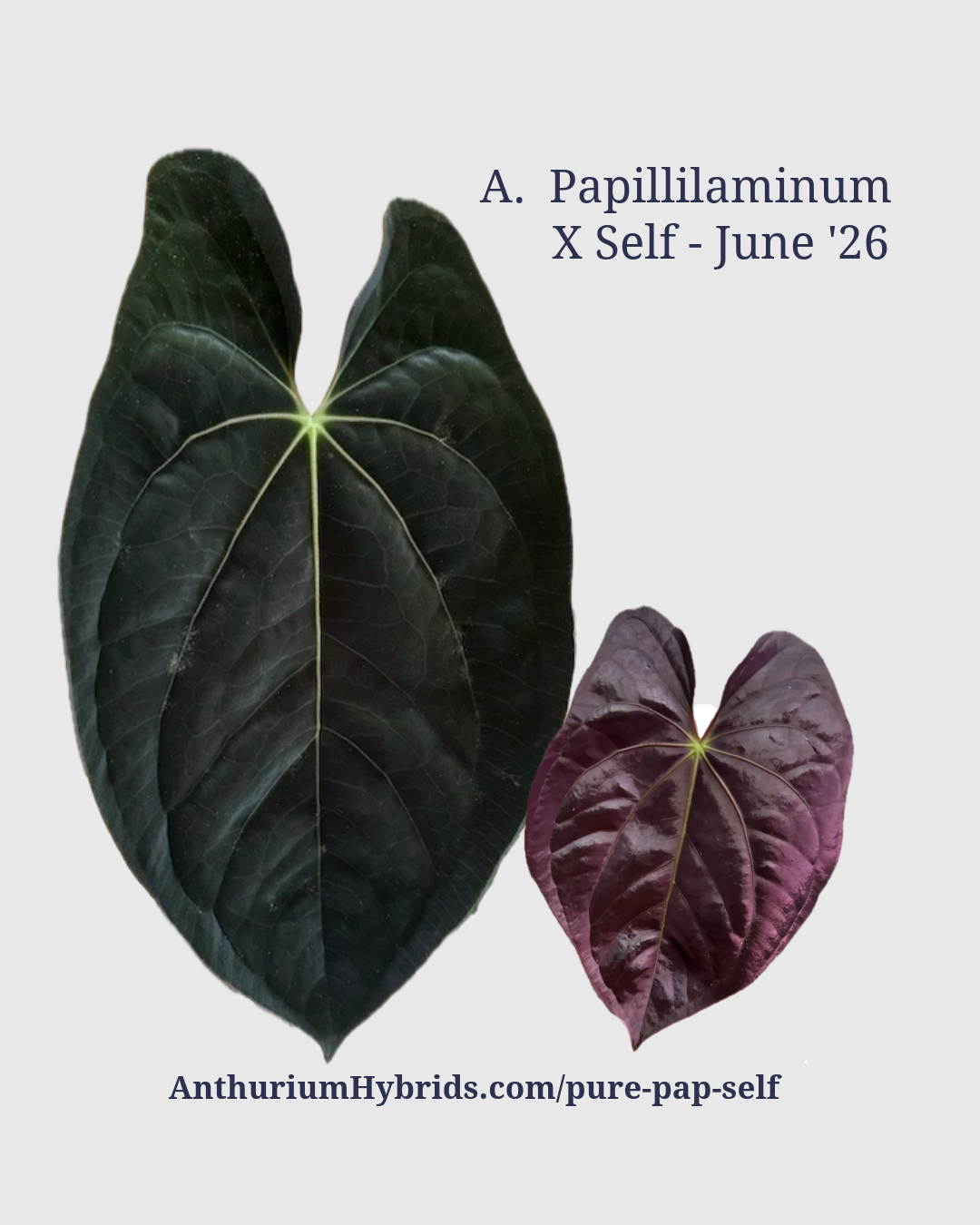Anthurium Papillilaminum × Self ‘26 – “Pure Papillilaminum” 1-Leaf Seedlings