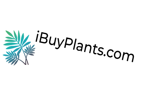 Anthurium Hybrids by JZ